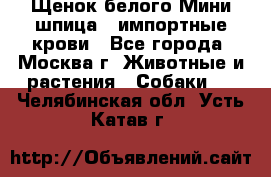 Щенок белого Мини шпица , импортные крови - Все города, Москва г. Животные и растения » Собаки   . Челябинская обл.,Усть-Катав г.